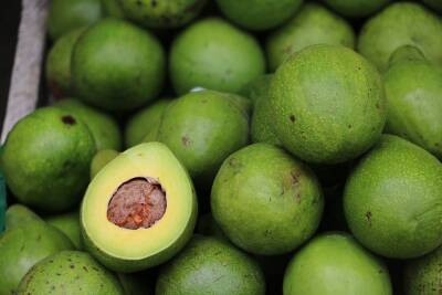 Все бегают за авокадо. Израиль расширяет производство авокадо в Марокко - isroe.co.il - Израиль - Марокко