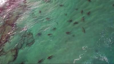 Огромное скопление глубоководных акул обнаружено у побережья Тель-Авива - isroe.co.il - Израиль - Тель-Авив