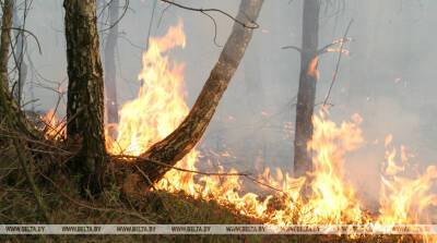Большой пожар вспыхнул в лесу недалеко от Иерусалима - belta.by - Израиль - Иерусалим - Jerusalem - Белоруссия - Минск