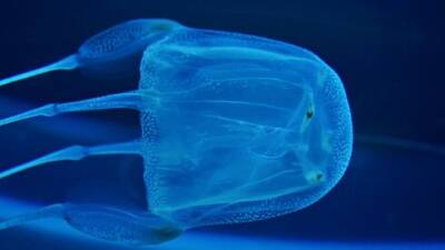 Можно ли умереть от укуса медузы в Израиле: отвечает специалист - vesty.co.il - Израиль - Австралия - Таиланд