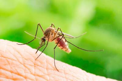 В двух районах Израиля обнаружены комары-разносчики лихорадки Западного Нила - news.israelinfo.co.il - Израиль - Иерусалим - Западного