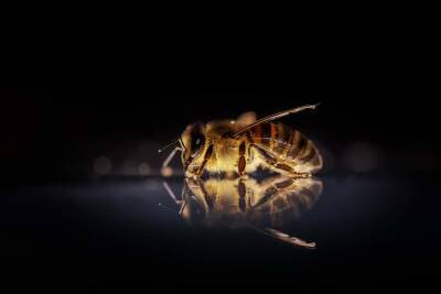 Израильский стартап собирается спасти целые популяции пчел с помощью искусственного интеллекта - cursorinfo.co.il - Израиль - Израильский