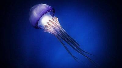 В Эйлатском заливе появилась редкая медуза - cursorinfo.co.il - Эйлат