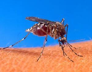 В заповеднике в Негеве найдены комары – переносчики лихорадки - isra.com