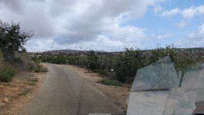 В Израиле прошел первый осенний дождь, в прогнозе на выходные - осадки - vesty.co.il - Израиль