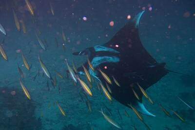 Чудо-юдо рыба-кит: в Эйлате на видео попала одна из самых крупных хрящевых рыб в мире - 9tv.co.il - Израиль - Эйлат - Видео - Из