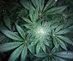 Чак Шумер - «Amazon» лоббирует легализацию марихуаны - isra.com