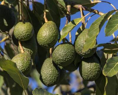 Израильские ученые нашли идеальную температуру для роста авокадо - cursorinfo.co.il - Израильские