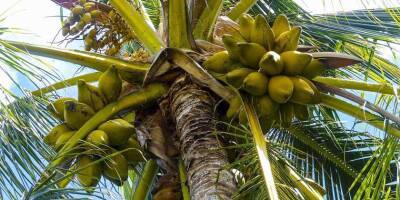 Будут ли в Израиле выращивать кокосы? - detaly.co.il - Израиль