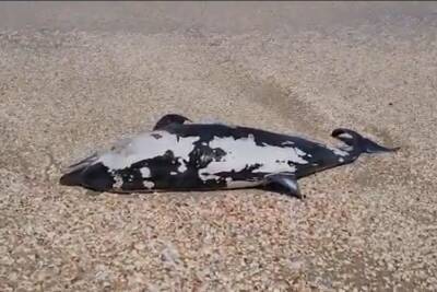 Рядом с пляжем "Пальмахим" найден мертвый дельфин - 9tv.co.il - Израиль