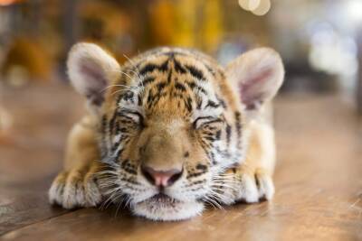 В зоопарке Лондона родился тигренок одного из самых редких видов и мира - cursorinfo.co.il - Лондон - Индонезия - Из