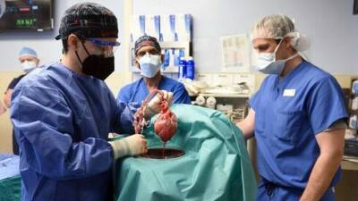 Впервые: больному пересадили сердце генномодифицированной свиньи - vesty.co.il - Израиль - Сша - штат Мэриленд