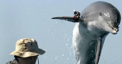 Израиль - ХАМАС заявил о захвате израильского боевого "дельфина-убийцы": можно ли их обучить (видео) - focus.ua - Израиль - Палестина - Россия - Сша - Украина - республика Крым