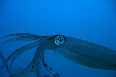 Ученые сняли на видео самого глубоководного кальмара и мира - cursorinfo.co.il - Израиль - Гонконг