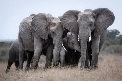 В Кении родились слонята-близнецы, что случается очень редко и мира - cursorinfo.co.il - Израиль - штат Аляска - Кения