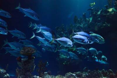 Ученые выяснили, что рыбы умеют говорить и мира - cursorinfo.co.il - Израиль - Юар - Греция