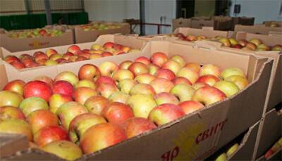 Украина планирует в этом году наладить экспорт яблок в Индию - bin.ua - Израиль - Египет - Украина - Китай - Индия - Канада - Вьетнам - Индонезия - Малайзия