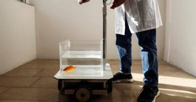 Ученые в Израиле научили золотую рыбку водит аквариум на колесах (видео) - focus.ua - Израиль - Украина - Видео