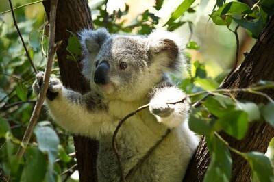 Скотт Моррисон - Австралия потратит рекордные 35 млн долларов на защиту коал и мира - cursorinfo.co.il - Израиль - Австралия