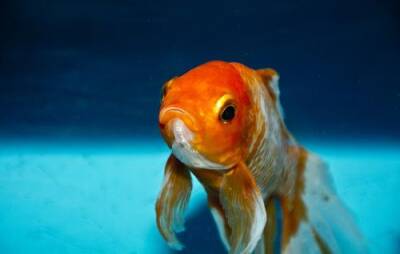 Израильские ученые научили золотых рыбок управлять машиной - argumenti.ru - Израиль - Израильские