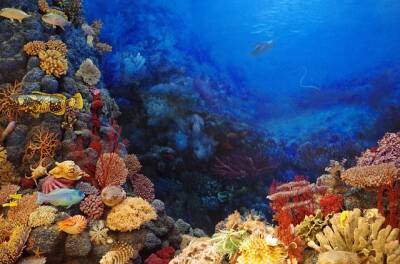 Ученые поделились удивительными кадрами дна Индийского океана и мира - cursorinfo.co.il - Израиль