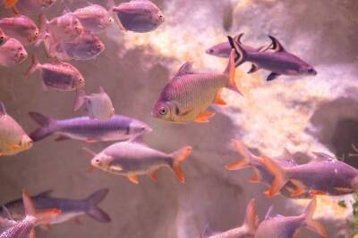 Из Израиля - Ученые из Израиля научили рыбок управлять аквариумом на колесиках - cursorinfo.co.il - Израиль - Из