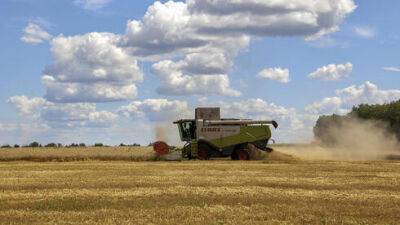 Пшеница, рис и сахар резко дорожают в мире: что будет с ценами в Израиле - vesty.co.il - Израиль - Россия - Украина