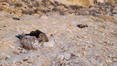 Отравление орлов в Израиле: орнитологи требуют покарать виновных - vesty.co.il - Израиль