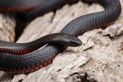 В Герцлии женщину укусила гигантская змея, выползшая из унитаза - cursorinfo.co.il - Израиль - Иерусалим - Герцлия - Лаос - Из
