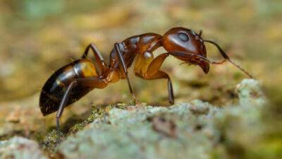 Предотвращено национальное бедствие: нашествие аргентинского муравья на Израиль - vesty.co.il - Израиль - Сша - Китай - Аргентина