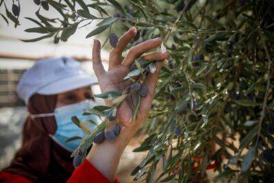 Поселенцы напали на сборщиков оливок и помощников, избита до переломов 70-летняя женщина - news.israelinfo.co.il - Иерусалим