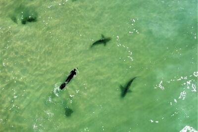 Управление парков предостерегает от купания возле электростанции: в Израиль вернулись акулы - news.israelinfo.co.il - Израиль