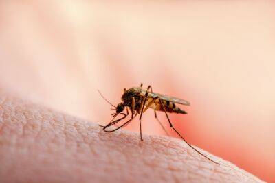 Эпидемя в Судане: комары разносят два опасных заболевания - news.israelinfo.co.il - Сша - Судан