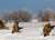 Игаль Левин - Мнение экспертов: заморозит ли зима фронт в Украине - udf.by - Израиль - Россия - Украина - Белоруссия