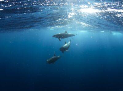 У израильского побережья критично сократилась популяция дельфинов: сколько особей осталось - cursorinfo.co.il - Израиль