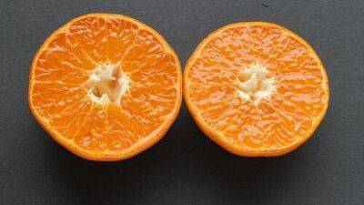 Чем отличается клементин от мандарина: в Израиле наконец объяснили разницу - vesty.co.il - Израиль - Китай - Алжир