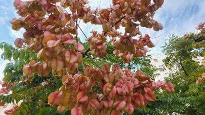 В Израиле начало плодоносить мыльное дерево - vesty.co.il - Израиль - Германия - Сша - Китай - Корея