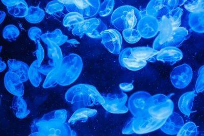 При купании в осеннем море следует остерегаться медуз - nashe.orbita.co.il - Израиль