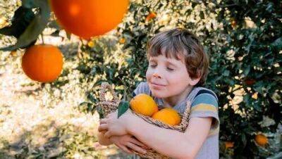 В Израиле начался самосбор апельсинов и клементинов: куда поехать, сколько стоит - vesty.co.il - Израиль - Вашингтон