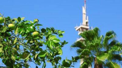 Раз и навсегда: можно ли есть плоды с деревьев у дома в Израиле - vesty.co.il - Израиль - Шанхай