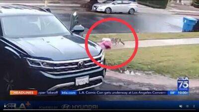 Волк напал на 2-летнюю дочь израильтян в США - vesty.co.il - Израиль - Сша - Лос-Анджелес