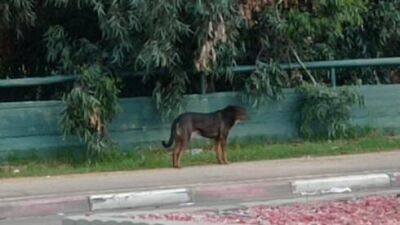 В Нетании появились стаи бродячих собак, жители боятся нападений - vesty.co.il - Израиль - Нетания