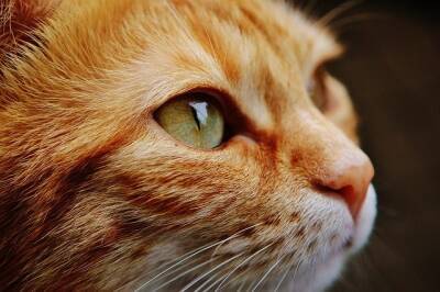 Ученые рассказали, почему домашние кошки уходят от хозяев перед смертью и мира - cursorinfo.co.il - Израиль - Швейцария