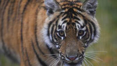 В Иерусалиме появился символ 2022 года: в зоопарк привезли самую маленькую тигрицу - vesty.co.il - Израиль - Иерусалим - Индия - Греция - Афины