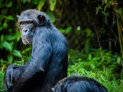 Ученые заметили у шимпанзе поведение, которое свойственно только людям и мира - cursorinfo.co.il - Израиль - Габон