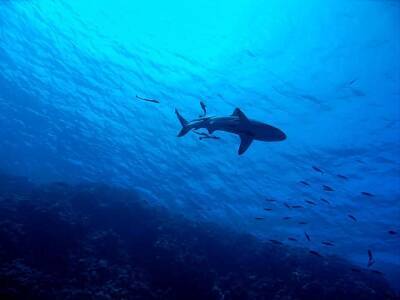 Ученые заметили за гигантскими акулами необычное поведение и мира - cursorinfo.co.il - Израиль - Сша - Англия - Ирландия