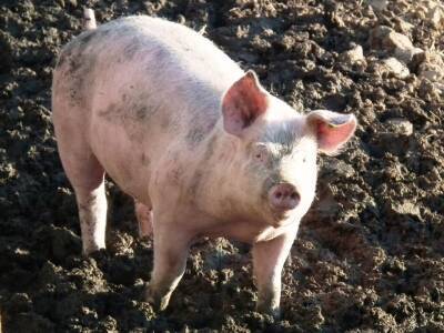 В сети появилось забавное видео со свиньей, которая ворвалась в мужской паб в Великобритании и мира - cursorinfo.co.il - Израиль - Англия