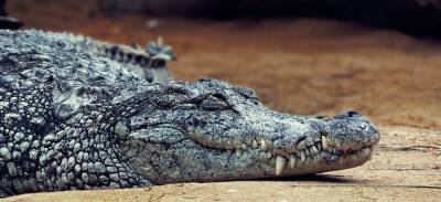 Палеонтологи обнаружили окаменелости гигантского крокодила, который съел целого динозавра и мира - cursorinfo.co.il - Израиль - Австралия - Турция - Швеция - Византия