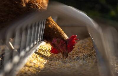 Минсельхоз запретит содержание цыплят в клетках - cursorinfo.co.il - Израиль