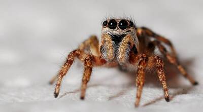 Ученые выяснили невероятный факт о пауках и мира - cursorinfo.co.il - Израиль - Сша - Австралия - Сингапур
